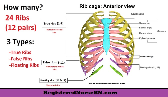 How Many Ribs in a Rack: Rib Counting Guide